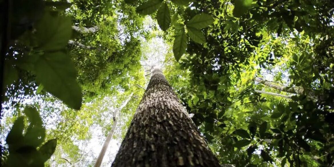 paises-defendem-fundo-florestal-com-recursos-carimbados-para-indigenas