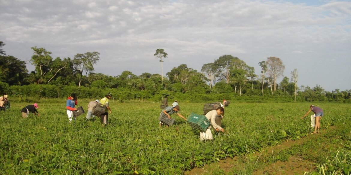 programa-agroamigo-oferece-r$-1-bilhao-em-microcredito