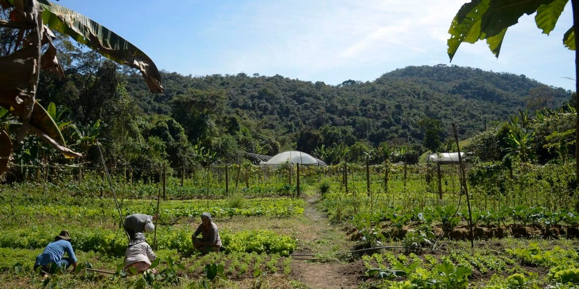 lula-autoriza-uso-de-r$-12-bilhoes-para-renegociacao-de-dividas-rurais