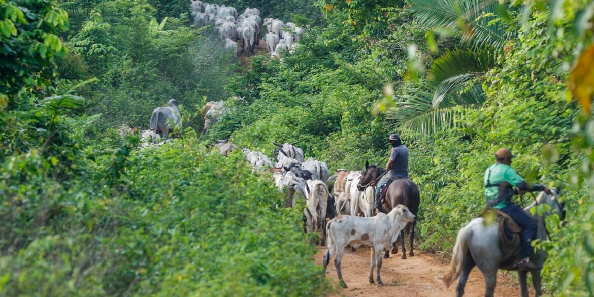 vaqueiro-e-morto-ao-ajudar-a-retirar-gado-invasor-de-area-indigena