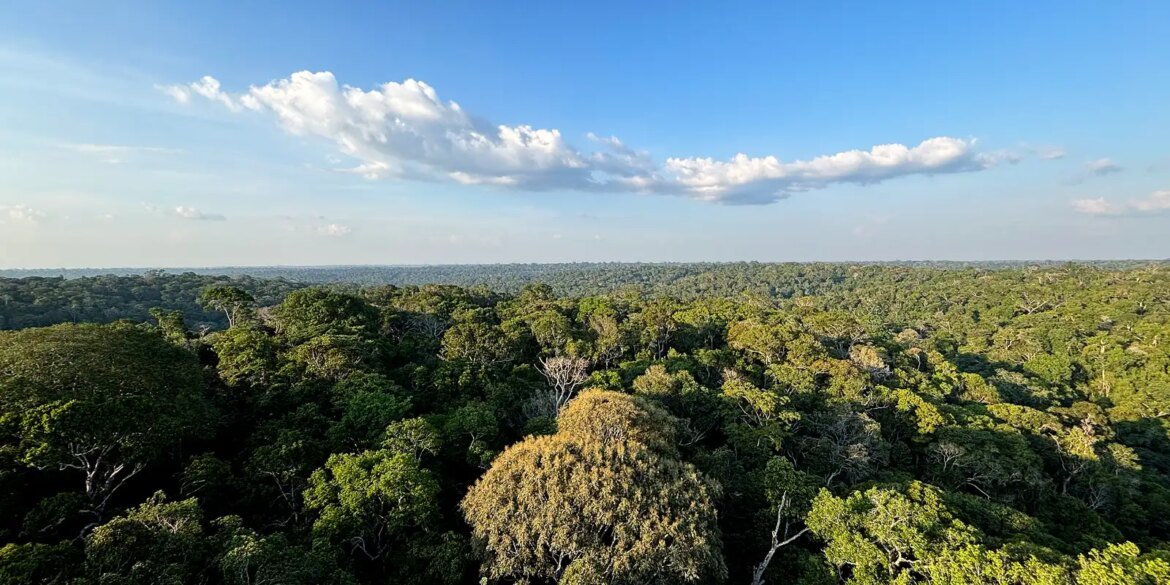 amazonia-e-cerrado-evitaram-emissoes-equivalentes-as-do-japao